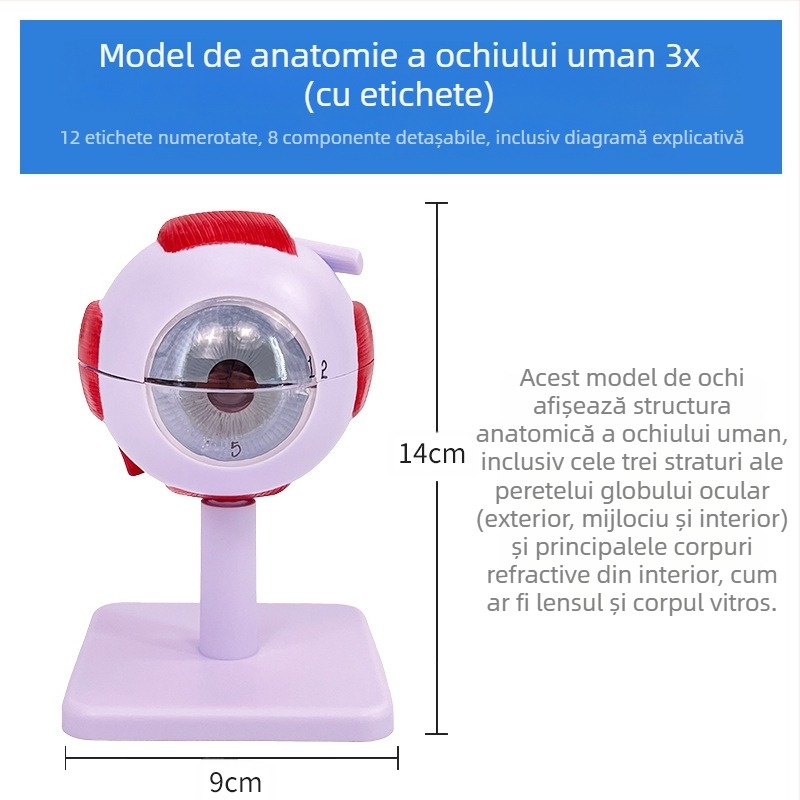 Model anatomic al ochiului uman, detașabil, din PVC, marca Blue Butterfly