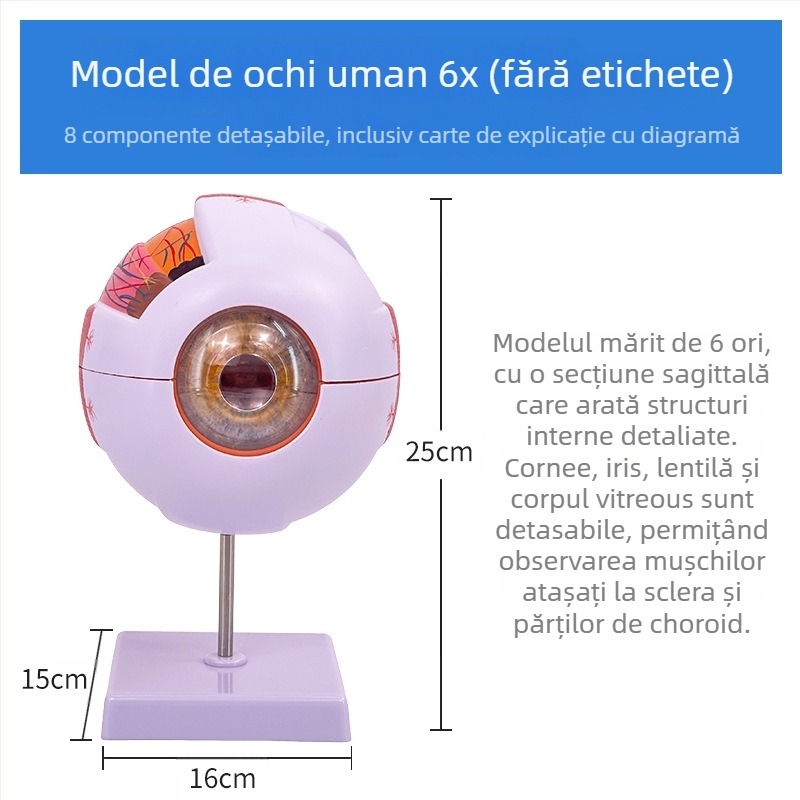 Model anatomic al ochiului uman, detașabil, din PVC, marca Blue Butterfly