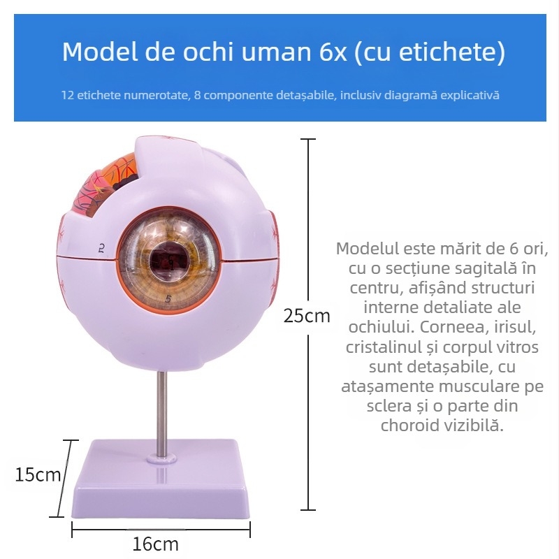 Model anatomic al ochiului uman, detașabil, din PVC, marca Blue Butterfly