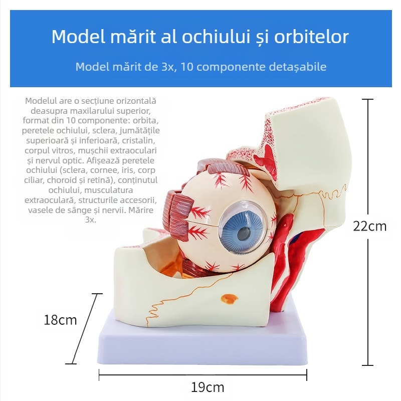 Model anatomic al ochiului uman, detașabil, din PVC, marca Blue Butterfly