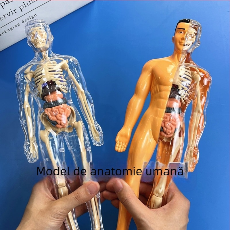 Model educațional de schelet uman pentru copii, set din plastic pentru asamblare DIY, destinat copiilor de 4–6 ani, multifuncțional, non-electric.
