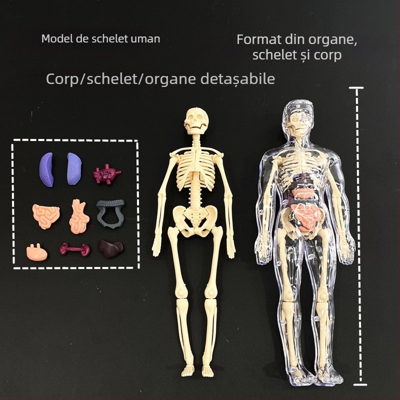 Model educațional de schelet uman pentru copii, set din plastic pentru asamblare DIY, destinat copiilor de 4–6 ani, multifuncțional, non-electric.