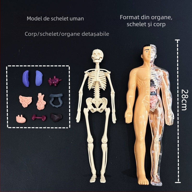 Model educațional de schelet uman pentru copii, set din plastic pentru asamblare DIY, destinat copiilor de 4–6 ani, multifuncțional, non-electric.
