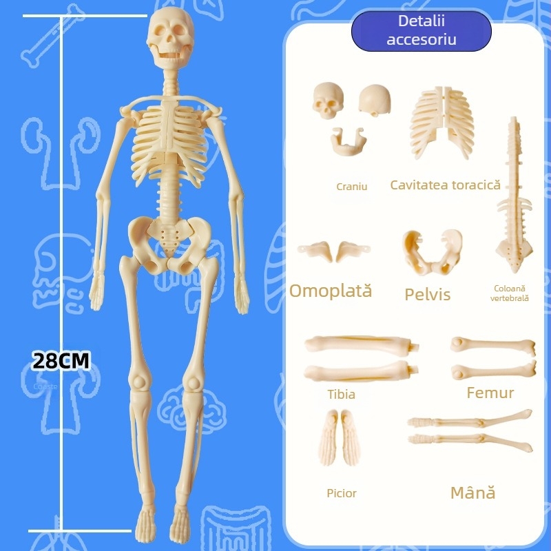 Model educațional de schelet uman pentru copii, set din plastic pentru asamblare DIY, destinat copiilor de 4–6 ani, multifuncțional, non-electric.