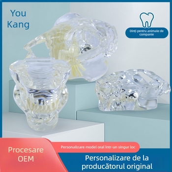 Model dentar pentru animale de companie pentru învățare, Youkang Technology, matriță dentară OEM, 100 de unități pe cutie, categorie: alte produse chimice pentru igiena orală