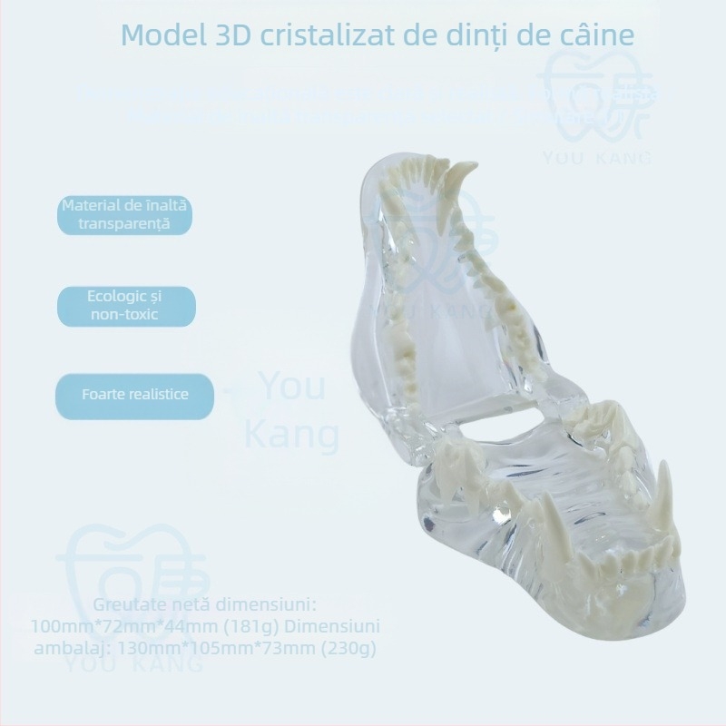 Model dentar pentru animale de companie pentru învățare, Youkang Technology, matriță dentară OEM, 100 de unități pe cutie, categorie: alte produse chimice pentru igiena orală