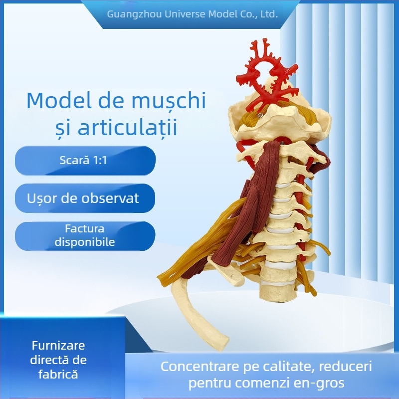 Model de anatomie - model muscular și scheletal uman cu vertebre cervicale, genunchi, șold, cot și ligamentele umărului; PVC, model static, control unic