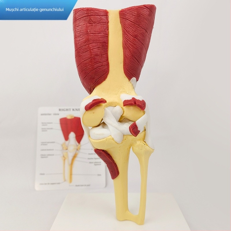 Model de anatomie - model muscular și scheletal uman cu vertebre cervicale, genunchi, șold, cot și ligamentele umărului; PVC, model static, control unic