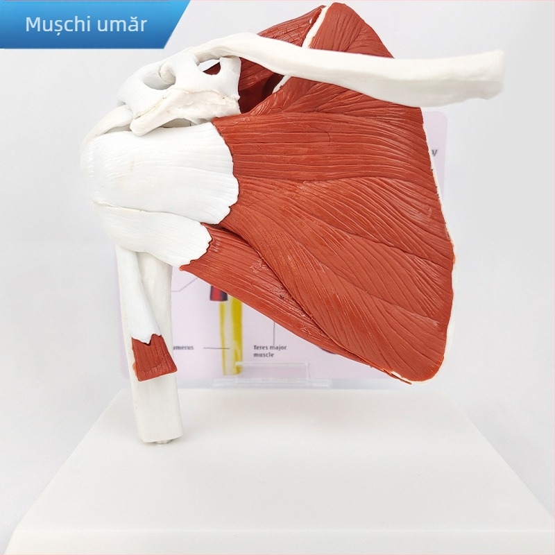 Model de anatomie - model muscular și scheletal uman cu vertebre cervicale, genunchi, șold, cot și ligamentele umărului; PVC, model static, control unic