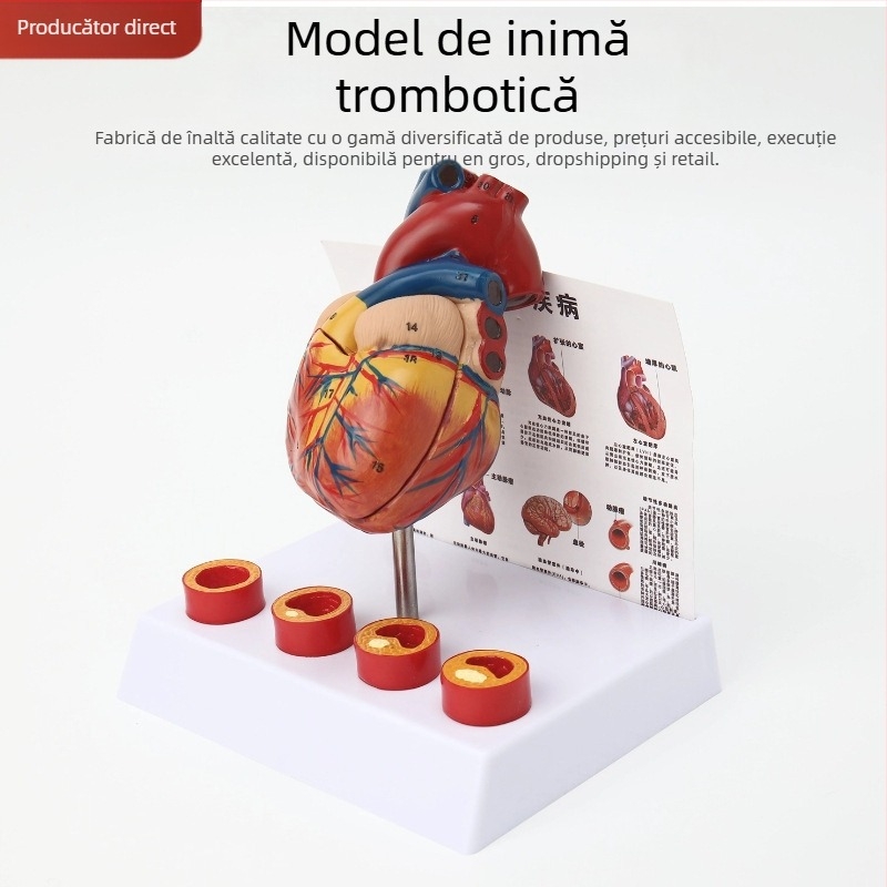 Model de anatomie a inimii pentru predare - PVC model visceral, expoziție educațională, Excellence