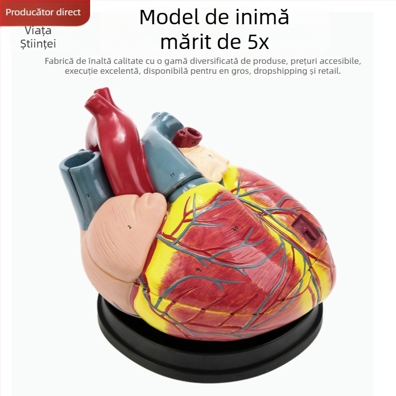 Model de anatomie a inimii pentru predare - PVC model visceral, expoziție educațională, Excellence
