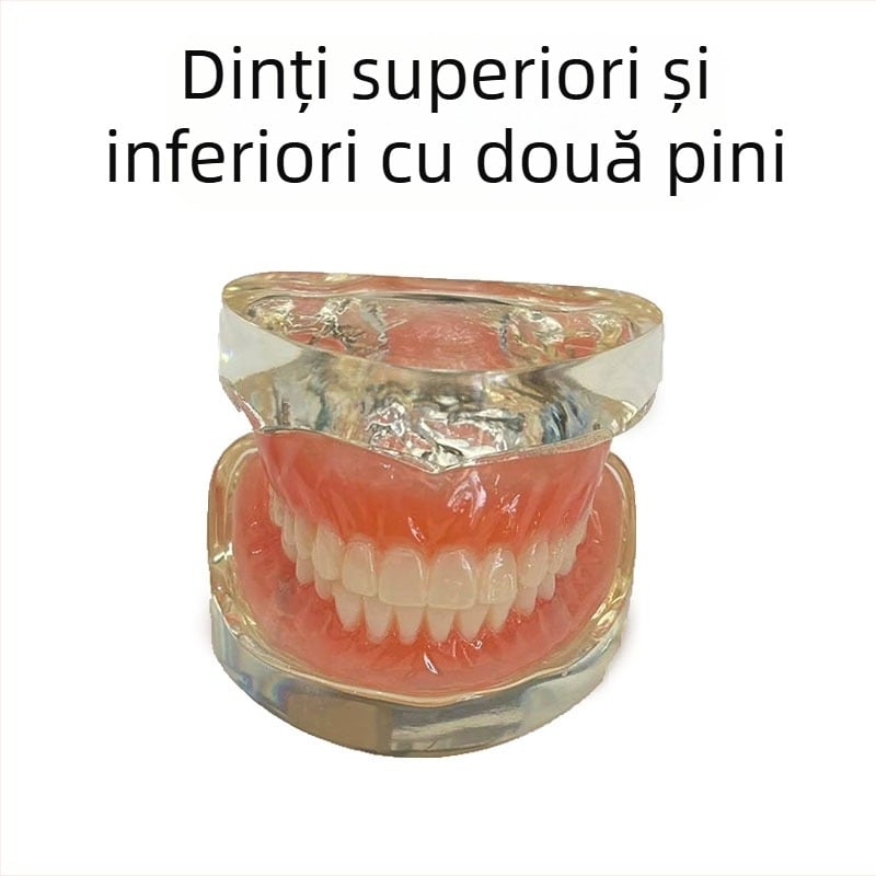 Model de implant dentar pentru practică – maxilar superior și inferior, jumătate de arcadă cu 2 sau 4 implanturi
