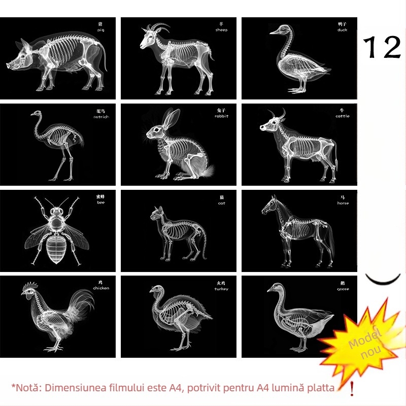 Jucărie educațională Montessori-Reggio cu lumină și umbră, inel DIY cu raze X, pentru sugari 0–3 ani, colț științific pentru fete