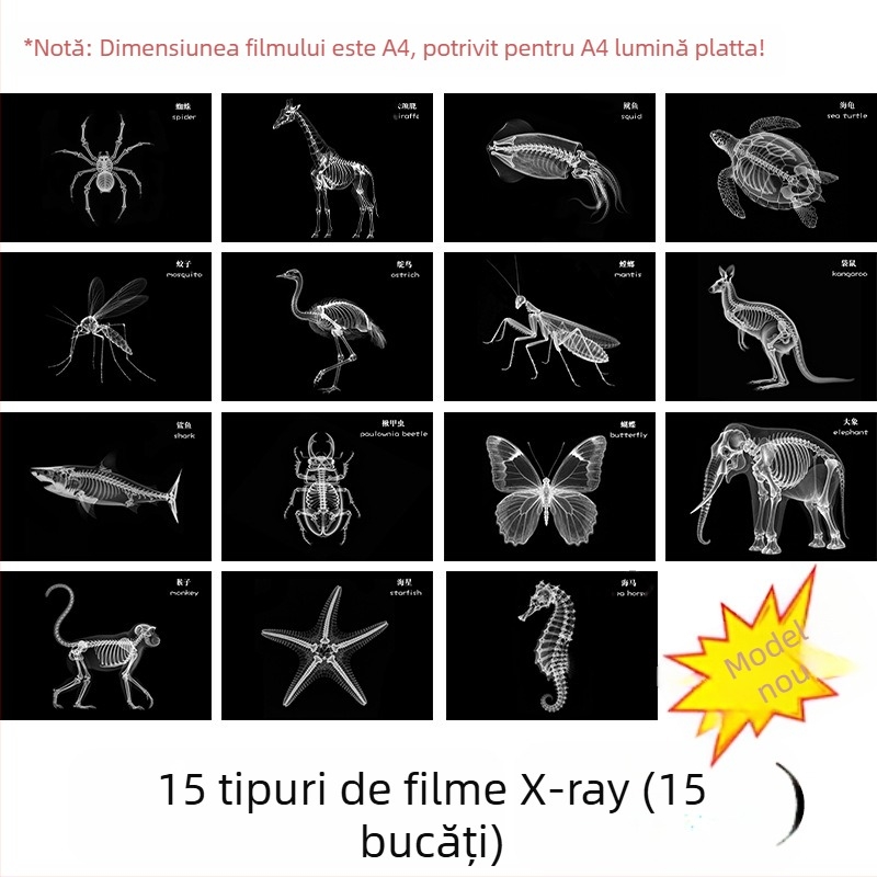 Jucărie educațională Montessori-Reggio cu lumină și umbră, inel DIY cu raze X, pentru sugari 0–3 ani, colț științific pentru fete