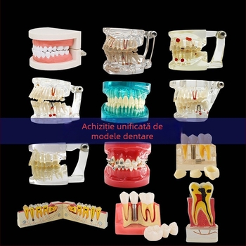 Model didactic stomatologic pentru patologie dentară și restaurare cu matriță standard de implant; marcă locală, siglă imprimată, destinat educației dentare