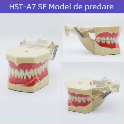 Model didactic stomatologic pentru patologie dentară și restaurare cu matriță standard de implant; marcă locală, siglă imprimată, destinat educației dentare