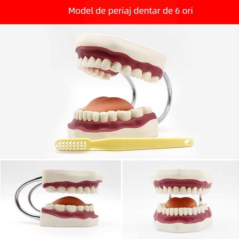 Model didactic stomatologic pentru patologie dentară și restaurare cu matriță standard de implant; marcă locală, siglă imprimată, destinat educației dentare