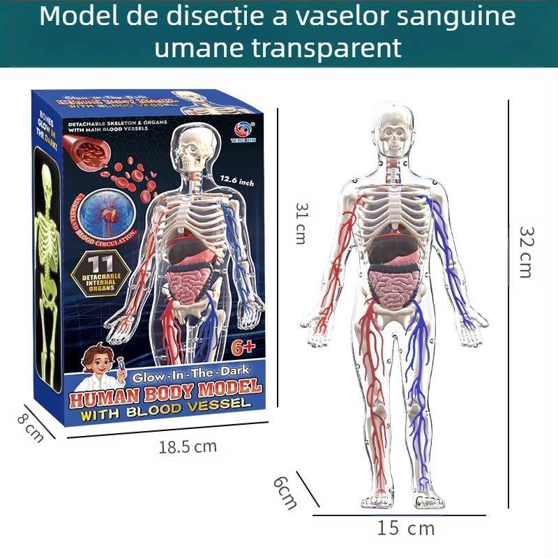 Jucărie educativă de biologie/chimie pentru asamblarea organelor și a scheletului — Tengxin, plastic, pentru vârsta 7–14 ani