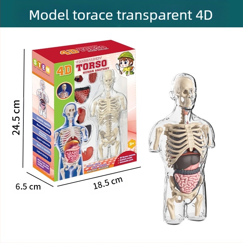 Jucărie educativă de biologie/chimie pentru asamblarea organelor și a scheletului — Tengxin, plastic, pentru vârsta 7–14 ani