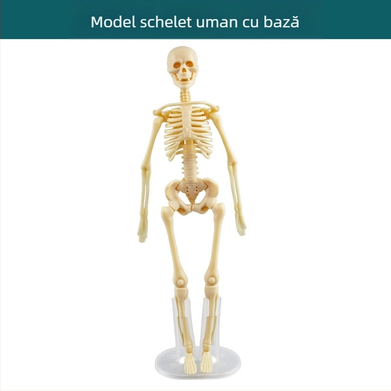 Jucărie educativă de biologie/chimie pentru asamblarea organelor și a scheletului — Tengxin, plastic, pentru vârsta 7–14 ani