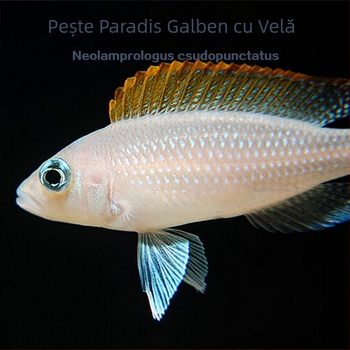 Pești tropicali de apă dulce pentru acvariu – Specie: Pește; Brand: Ang yang; Tip: Tropical fish; Import: Nu