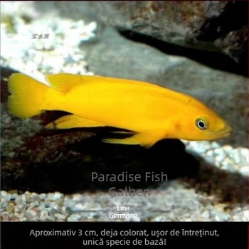 Pești tropicali de apă dulce pentru acvariu – Specie: Pește; Brand: Ang yang; Tip: Tropical fish; Import: Nu