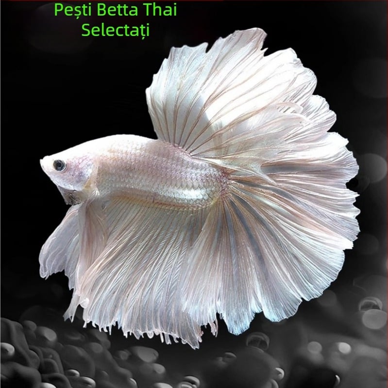 Pește tropical decorativ – Origine: Altele – Import: Nu – Brand: Fără marcă – Specie: Pește