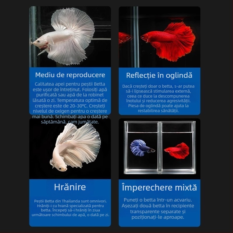 Pește tropical decorativ – Origine: Altele – Import: Nu – Brand: Fără marcă – Specie: Pește