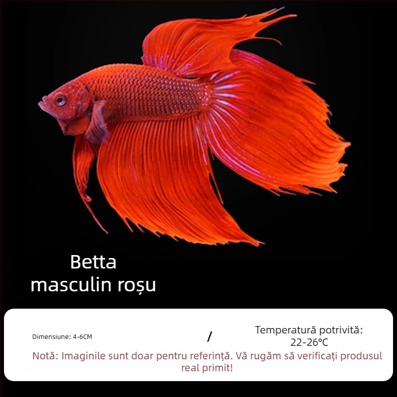 Pește tropical decorativ – Origine: Altele – Import: Nu – Brand: Fără marcă – Specie: Pește