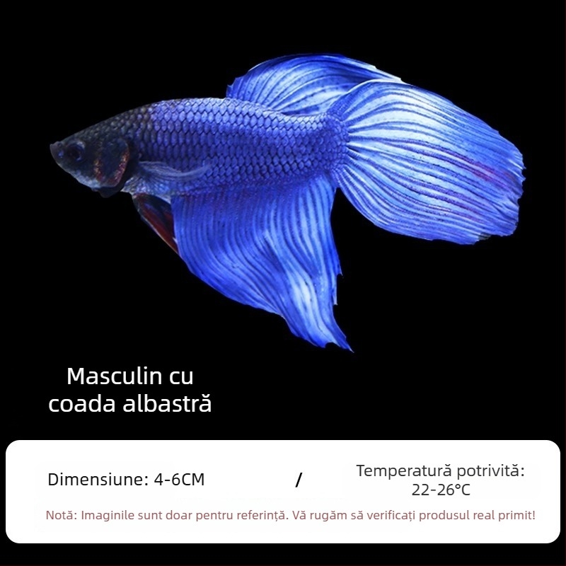 Pește tropical decorativ – Origine: Altele – Import: Nu – Brand: Fără marcă – Specie: Pește