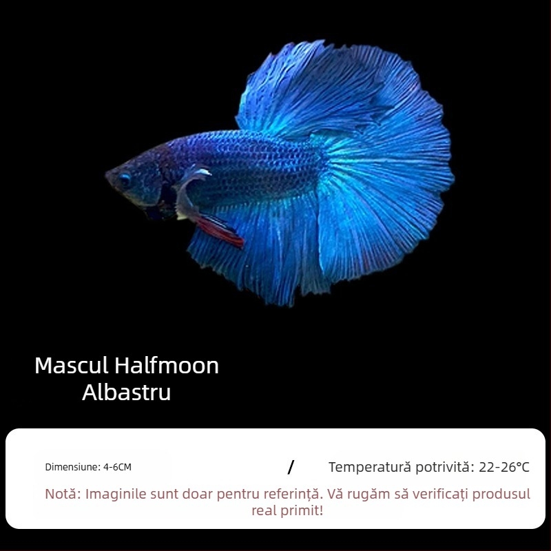 Pește tropical decorativ – Origine: Altele – Import: Nu – Brand: Fără marcă – Specie: Pește