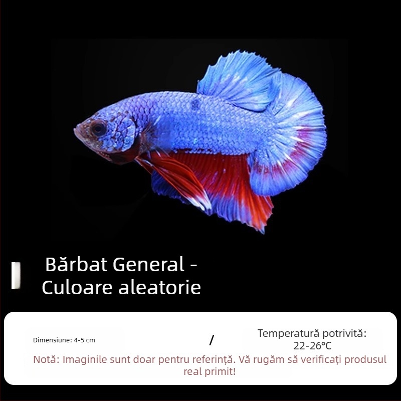 Pește tropical decorativ – Origine: Altele – Import: Nu – Brand: Fără marcă – Specie: Pește