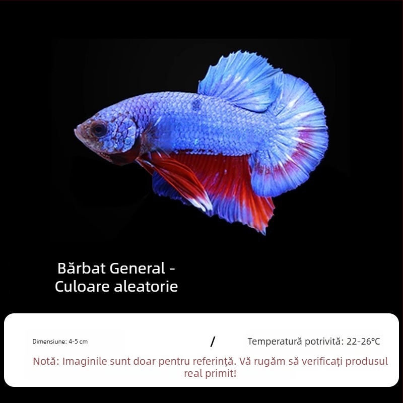 Pește tropical decorativ – Origine: Altele – Import: Nu – Brand: Fără marcă – Specie: Pește