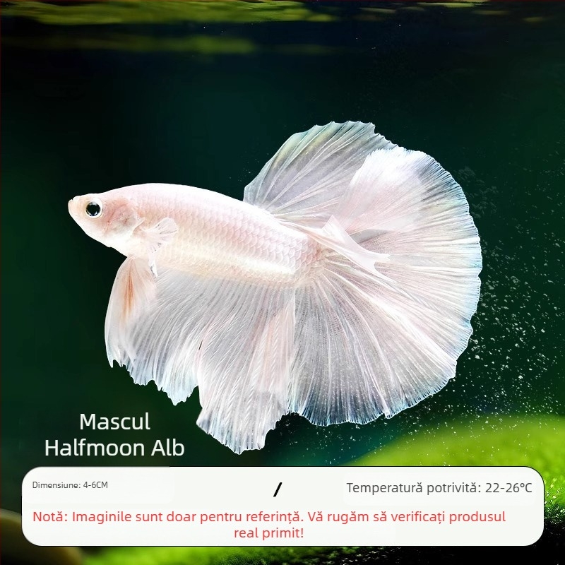 Pește tropical decorativ – Origine: Altele – Import: Nu – Brand: Fără marcă – Specie: Pește