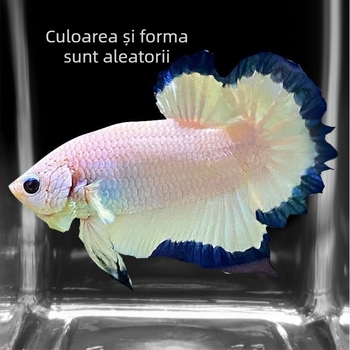 Pește luptător A-Grade Coadă semilună cu pliuri, Specie: Pește