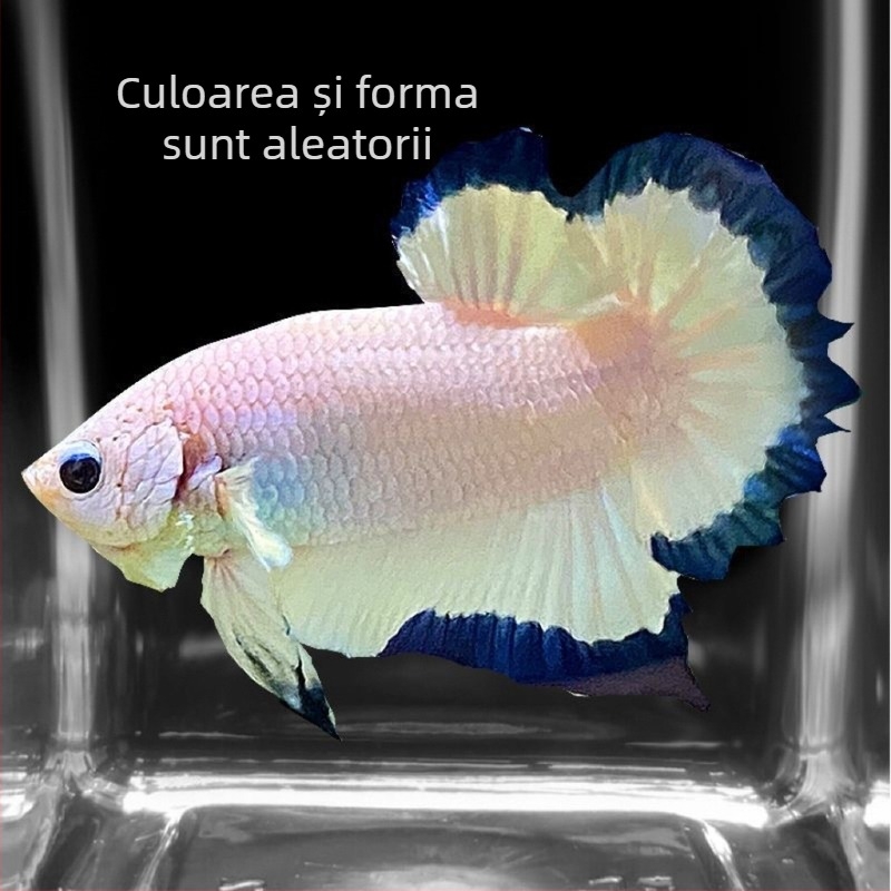 Pește luptător A-Grade Coadă semilună cu pliuri, Specie: Pește