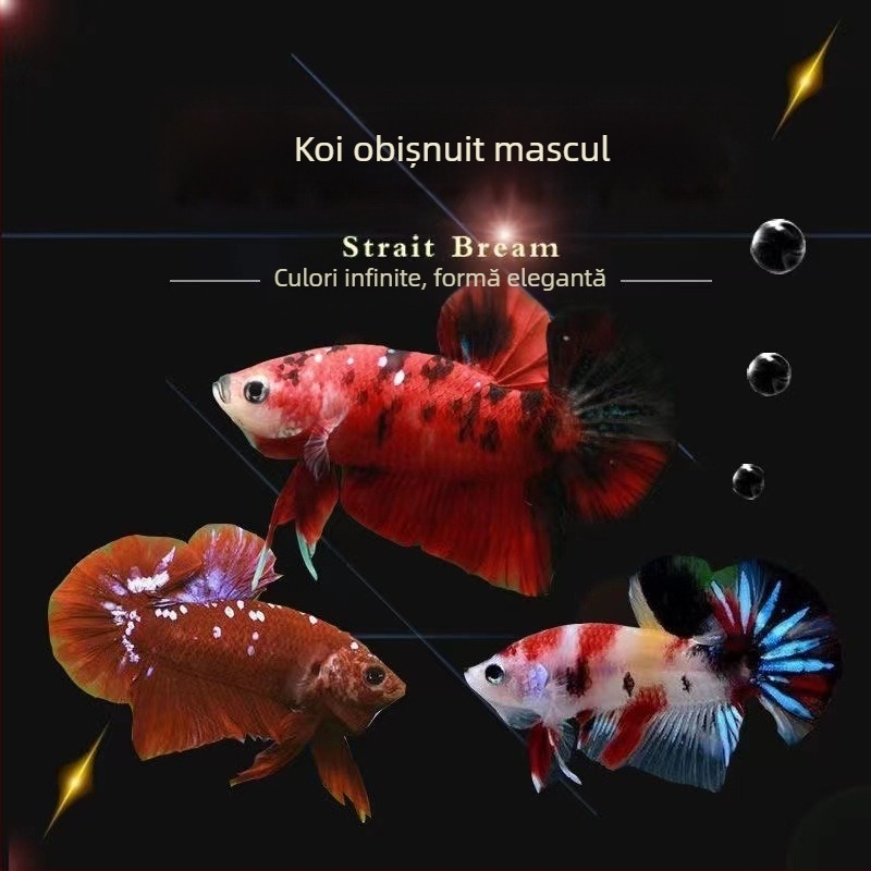 Pește luptător A-Grade Coadă semilună cu pliuri, Specie: Pește