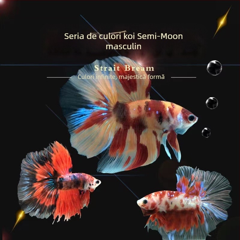 Pește luptător A-Grade Coadă semilună cu pliuri, Specie: Pește