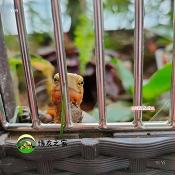 Cușcă de reproducere pentru țestoase cu panou lateral din oțel inoxidabil și sticlă temperată, certificat 3C