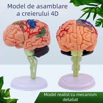 Model de creier uman 4D, demontabil, pentru anatomia creierului și predarea neurologiei