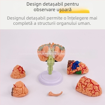 Model de creier uman 4D, demontabil, pentru anatomia creierului și predarea neurologiei