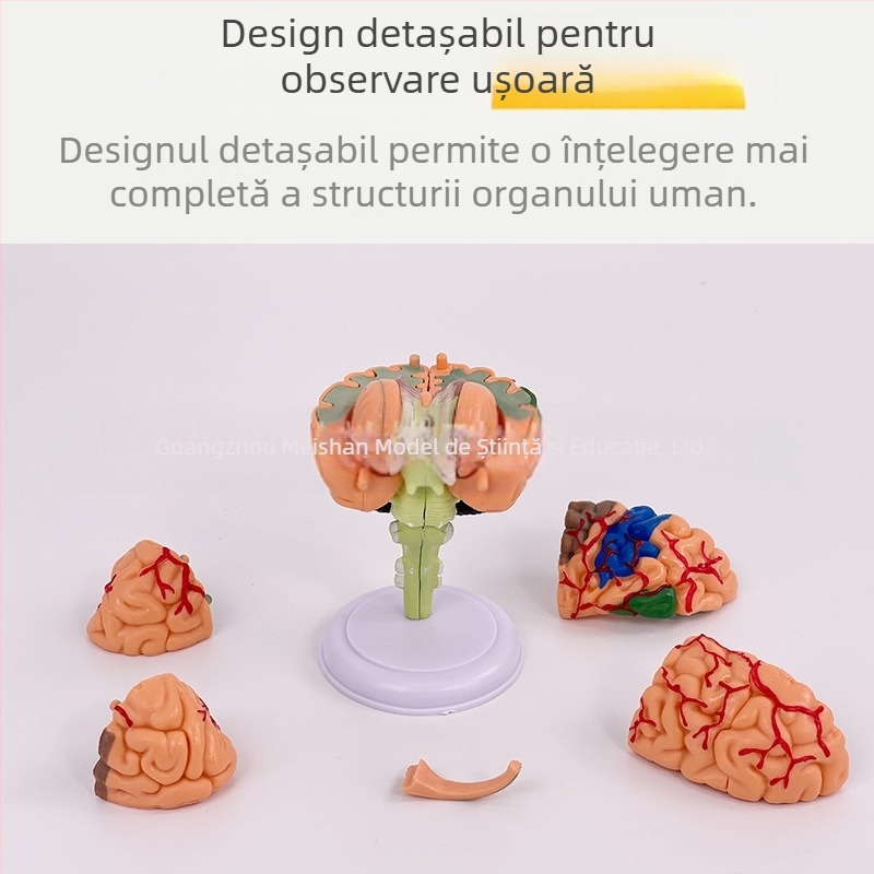 Model de creier uman 4D, demontabil, pentru anatomia creierului și predarea neurologiei
