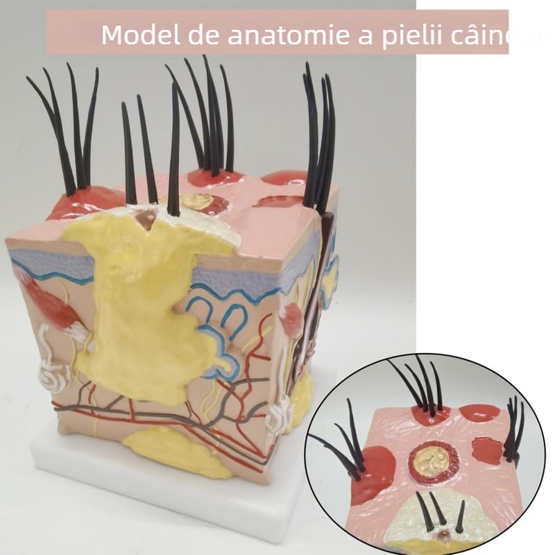 Model de piele de câine cu păr, leziuni de mușcături de purici și anatomia pielii canine, inclusiv inimă