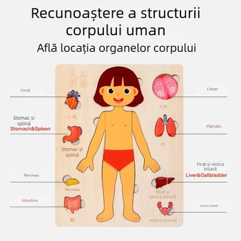 Puzzle din lemn cu organele corpului uman, 4–6 ani, Brand Xundai, Personalizare mostre