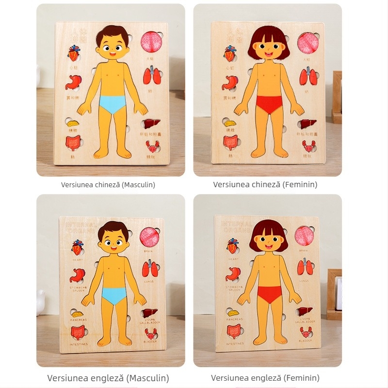 Puzzle din lemn cu organele corpului uman, 4–6 ani, Brand Xundai, Personalizare mostre
