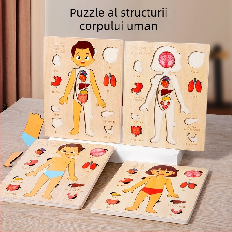 Puzzle din lemn cu organele corpului uman, 4–6 ani, Brand Xundai, Personalizare mostre