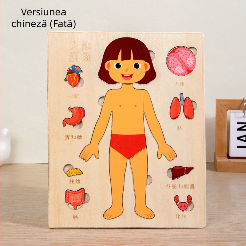 Puzzle din lemn cu organele corpului uman, 4–6 ani, Brand Xundai, Personalizare mostre
