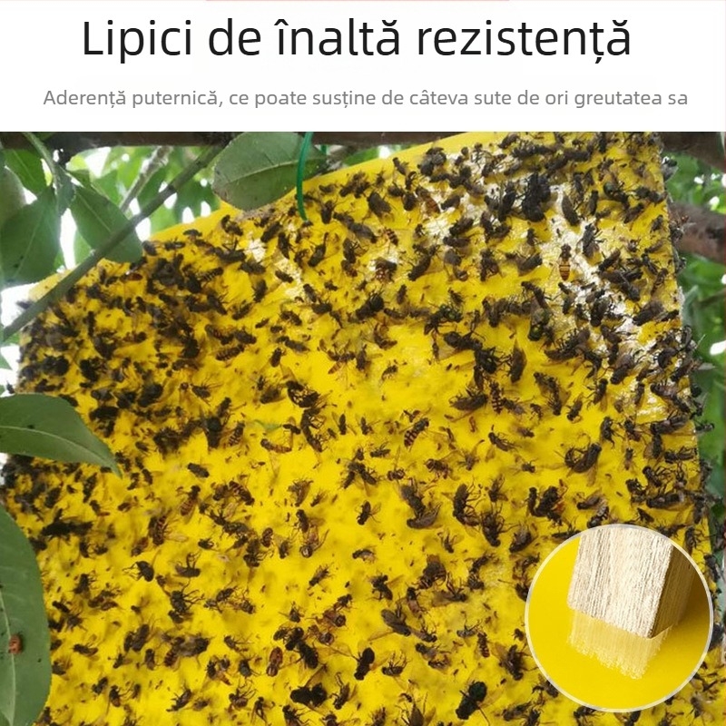 Plăcuță lipicioasă pentru insecte pentru muște de fructe și țânțari – dublu-adezivă, netoxică, durată de viață 5 ani, 1000 foi