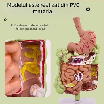 Model de anatomie a stomacului uman — secțiune coronară, model gastric patologic cu perforație, educație în gastroenterologie