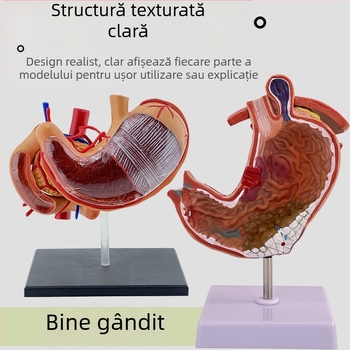 Model de anatomie a stomacului uman — secțiune coronară, model gastric patologic cu perforație, educație în gastroenterologie